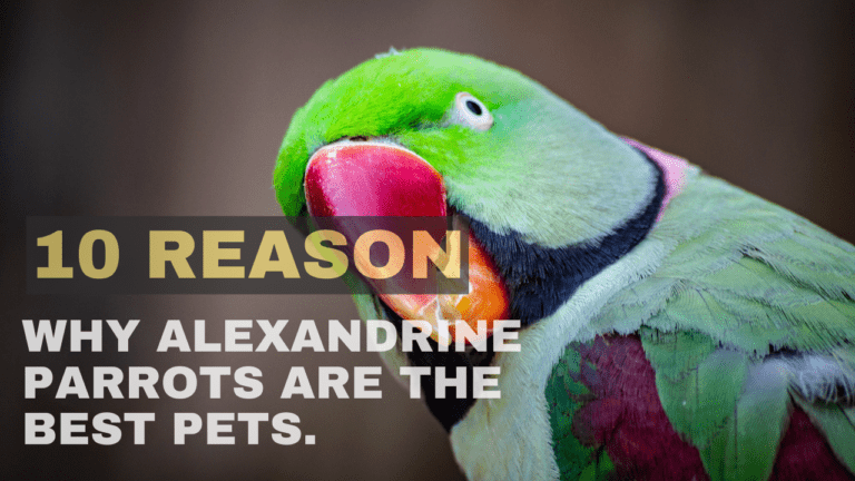 Read more about the article Alexandrine parrots are the best pets. Here are 10 reasons