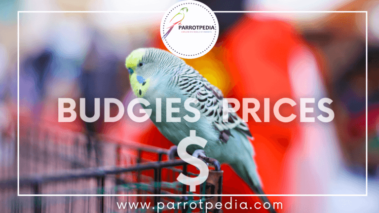 Read more about the article Budgie Prices: A Full Guide to How Much Budgerigars Cost