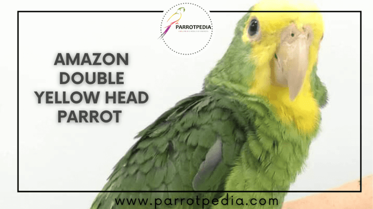 Read more about the article Amazon Double Yellow Head Parrot: A Joyful Companion