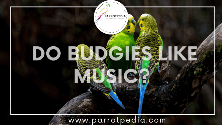 Read more about the article Do Budgies Like Music?
